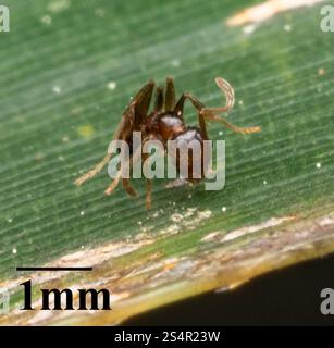 Toothed Big-headed Ant (Pheidole dentata) Stock Photo