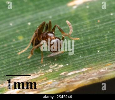 Toothed Big-headed Ant (Pheidole dentata) Stock Photo