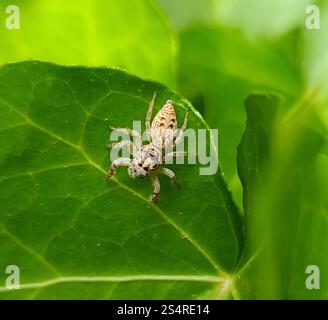 Cyclops Jumping Spider (Opisthoncus polyphemus) Stock Photo