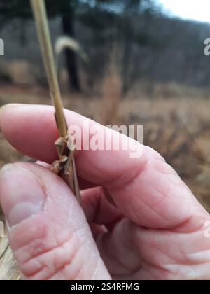 river wild rye (Elymus riparius Stock Photo - Alamy