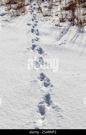 Animal tracks in freshly fallen snow Stock Photo