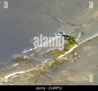 Blue Ringtail (Austrolestes annulosus Stock Photo - Alamy