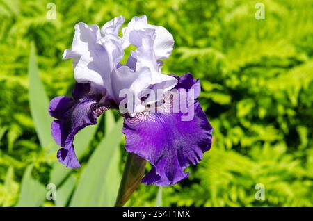 Purple & White Tall Bearded Iris Germanica flower against ferns Stock Photo