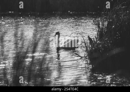 Black and white photo of swan swimming on lake Stock Photo