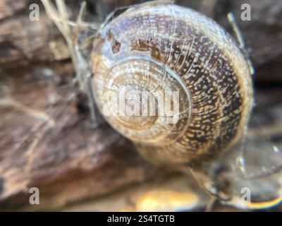 Milk Snail (Otala lactea) Stock Photo