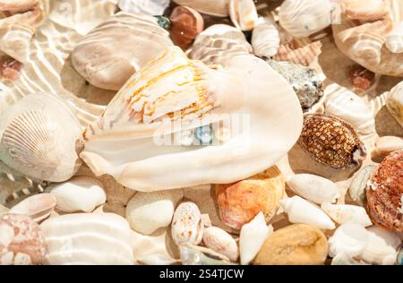 Closeup photo of three pearls in big seashell underwater Stock Photo