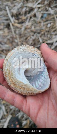 Cook's Turban (Cookia sulcata Stock Photo - Alamy