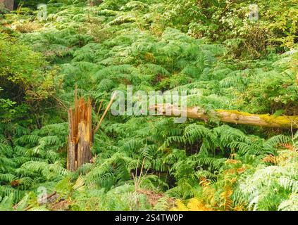 A tree stump is in the middle of a forest. The stump is surrounded by green grass and trees Stock Photo