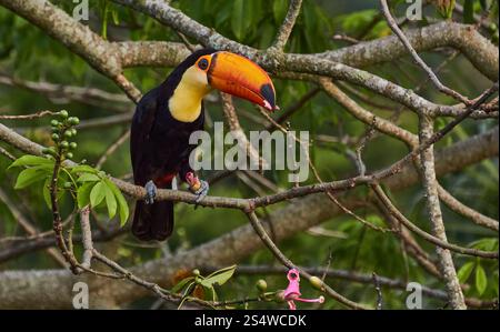 Beautiful Toucan Bird with vibrant orange Beak resting on a Tree branch Eating pink Flower buds in a scenic green Rainforest. Stock Photo