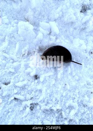 Southern Red-backed Vole (Clethrionomys gapperi) Stock Photo