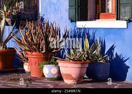 Flowerpots with aloe vera and succulent plants against a vibrant blue wall on Burano island near Venice Stock Photo