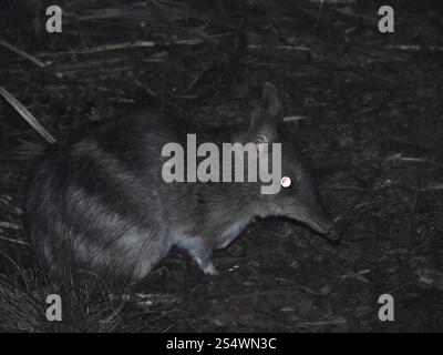 Eastern Barred Bandicoot (Perameles gunnii) Stock Photo