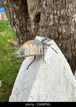 Lychee Stink Bug. Lyramorpha rosea. Also known as Litchi Stink Bug ...