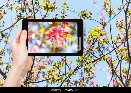 garden concept - farmer photographs picture of pink flowers on blossoming twigs of apple tree and blue sky on background on tablet pc Stock Photo