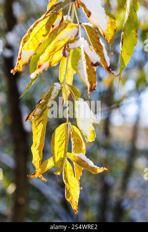 first snow on yellow leaves illuminated by autumn sun Stock Photo
