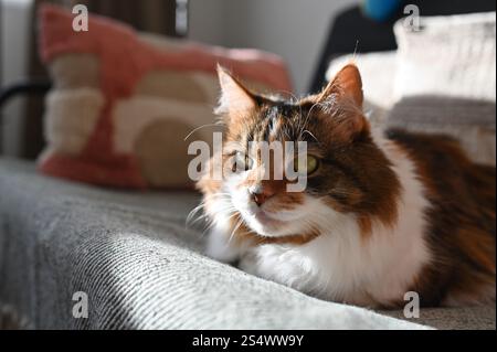 A fluffy Ukrainian tricolor cat is lying on the sofa Stock Photo