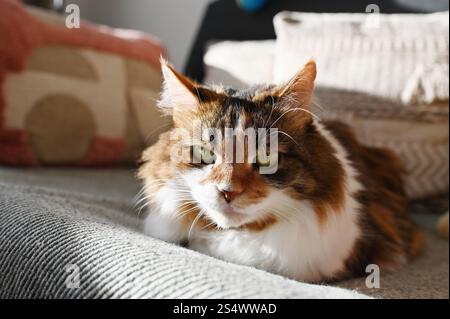 A fluffy Ukrainian tricolor cat is lying on the sofa Stock Photo