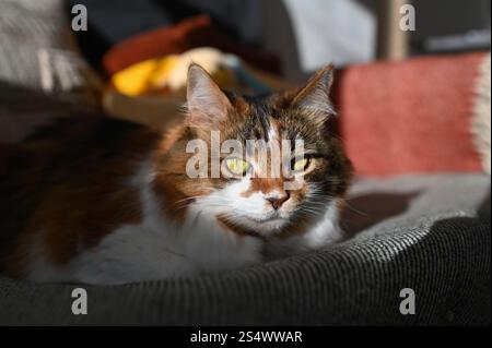 A fluffy Ukrainian tricolor cat is lying on the sofa Stock Photo