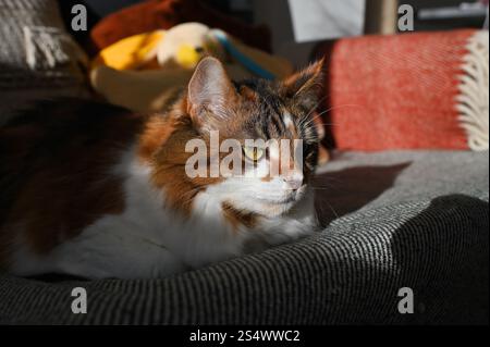 A fluffy Ukrainian tricolor cat is lying on the sofa Stock Photo
