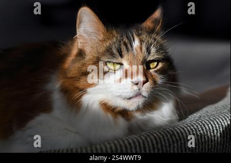 A fluffy Ukrainian tricolor cat is lying on the sofa Stock Photo