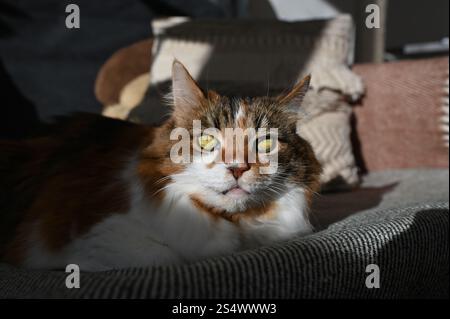 A fluffy Ukrainian tricolor cat is lying on the sofa Stock Photo