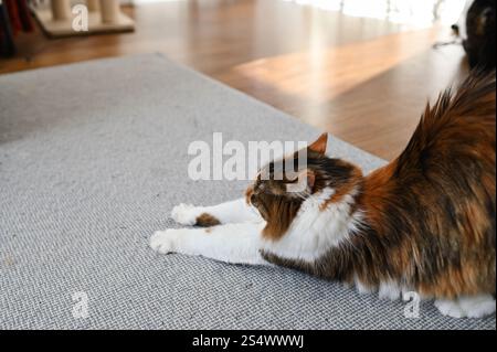 The fluffy cat is stretching on the carpet Stock Photo