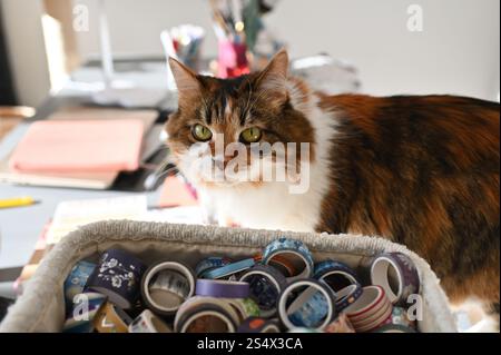A fluffy Ukrainian tricolor cat is lying on the table Stock Photo