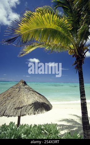 palmtrees on a beach on the island of Mauritius in the indian ocean ...