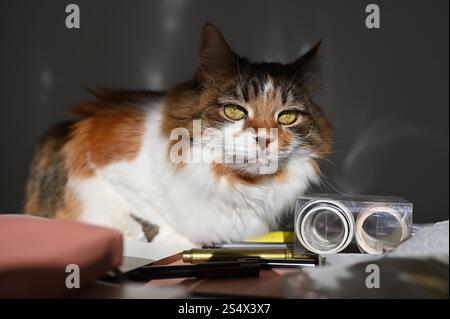 A fluffy Ukrainian tricolor cat is lying on the table Stock Photo