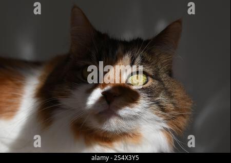 A fluffy cat is lying on the cat tree Stock Photo