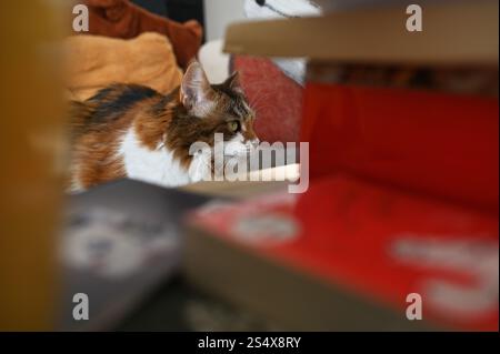 A fluffy Ukrainian tricolor cat is lying on the sofa Stock Photo