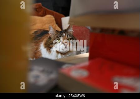 A fluffy Ukrainian tricolor cat is lying on the sofa Stock Photo