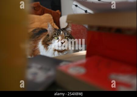 A fluffy Ukrainian tricolor cat is lying on the sofa Stock Photo