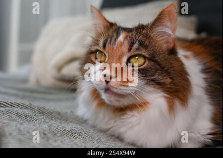 A fluffy Ukrainian tricolor cat is lying on the sofa Stock Photo