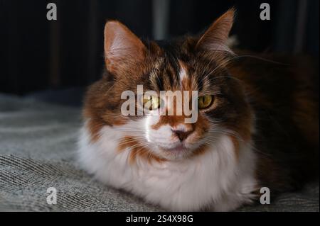 A fluffy Ukrainian tricolor cat is lying on the sofa Stock Photo