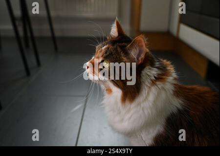 A fluffy Ukrainian tricolor cat is lying on the sofa Stock Photo