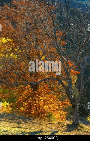 Colorful forest on slope in autumn mountain Stock Photo - Alamy