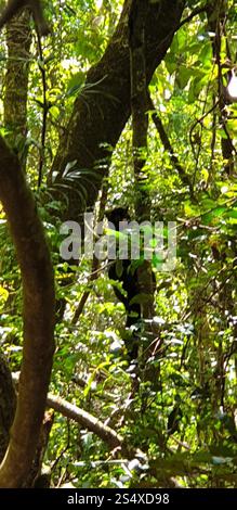 Short-eared possum -Trichosurus caninus nocturnal marsupial in ...