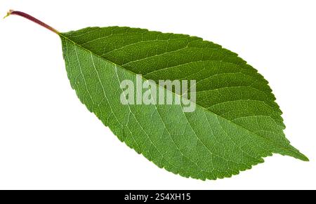 Prunus padus tree green leaf ( bird cherry, hackberry, hagberry, mayday tree) isolated on white background Stock Photo