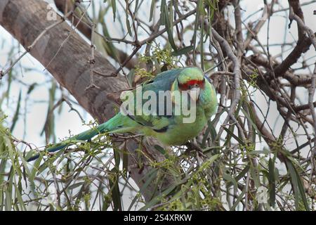 Mallee Ringneck (Barnardius zonarius barnardi) Stock Photo