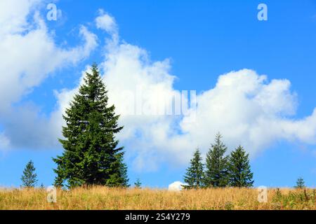 Beautiful blue sky with white cumulus clouds over summer mountain hill with fir trees. Stock Photo