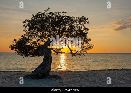 Divi Divi tree on Eagle Beach at sunset. The famous Divi Divi tree is Aruba's natural compass, always pointing in a southwesterly direction due to the Stock Photo