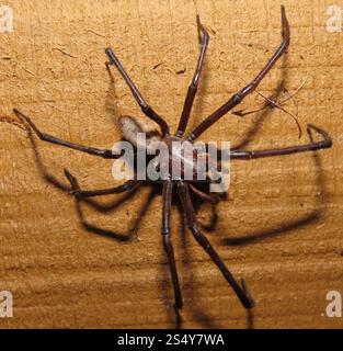 Bush Spider (Cambridgea foliata Stock Photo - Alamy