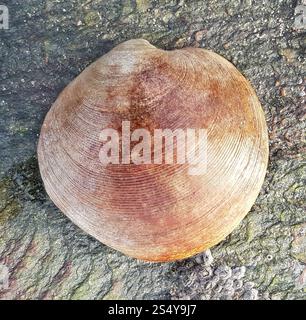 Rayed Artemis (Dosinia exoleta Stock Photo - Alamy