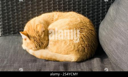 Orange Cat Resting Peacefully Curled Up on a Comfortable Gray Cushion Stock Photo