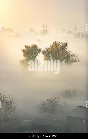 Beautiful forest covered by fog at early morning before sunrise Stock Photo