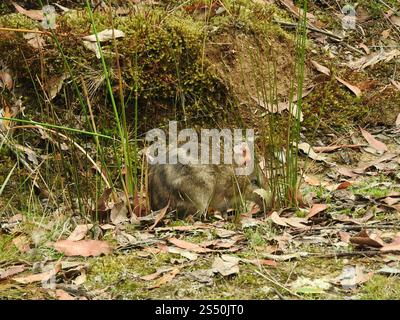 Eastern Barred Bandicoot (Perameles gunnii) Stock Photo