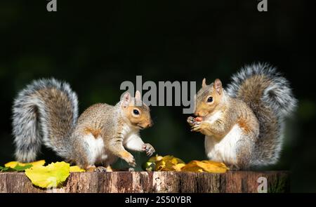 Grey squirrels eating nuts on a tree stump in autumn, UK. Stock Photo