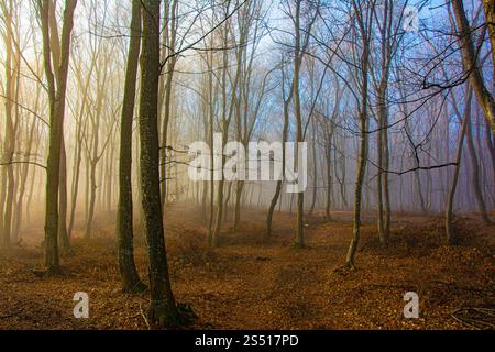 The most beautiful forest with mystical and mysterious views and atmospheric sunrises in the early misty mornings. Stock Photo