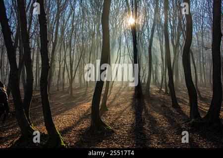 The most beautiful forest with mystical and mysterious views and atmospheric sunrises in the early misty mornings. Stock Photo